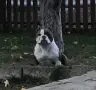 Американско Були, снимка 4