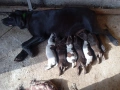 Продавам дратхартчета, снимка 3