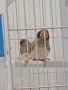 Продава се джъмбо амадини 2 мъжки, снимка 3
