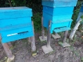 Продавам Пчелни Семейства , снимка 5