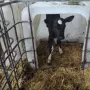 телета на различна възраст, снимка 2
