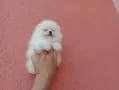 Померани ! Реални снимки от днес !, снимка 7