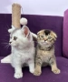 🐾 Шотландски клепоухи (Scottish Fold) и правоухи (Scottish Straight) котенца, снимка 2