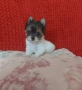 Мини момиче, бивер йорк., снимка 2