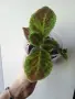 Еписция, episcia Emerald Velvet, снимка 1