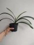 Кливия- оранжева, clivia , снимка 3