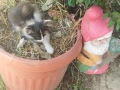 Подарявам котенца, снимка 2