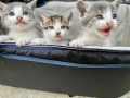 Подарявам малки котенца на  1 месец, снимка 2