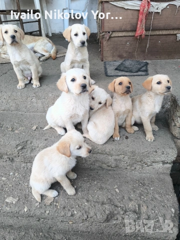 Малки Лабрадор ретривър 