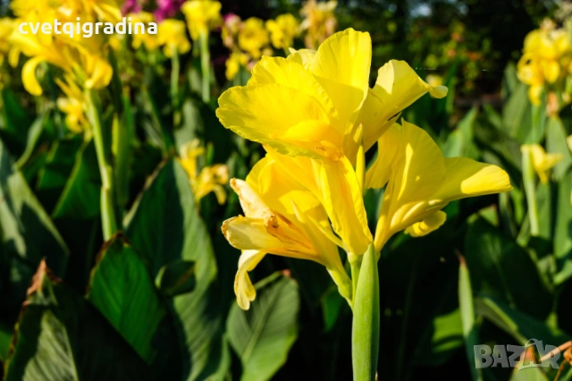 Canna Yellow(Канна жълта), снимка 2 - Градински цветя и растения - 54651388