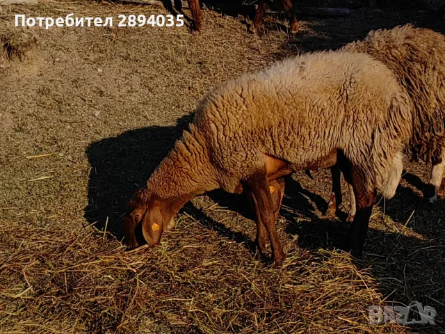 свободно цялото стадо , снимка 17 - Овце - 55697810