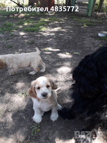 Cocker Spaniel, снимка 4 - Кокер шпаньол - 54723852