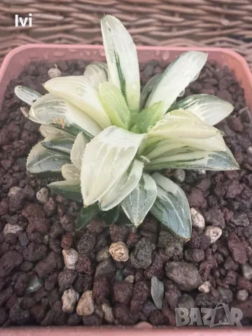 Рядка Вариегатна Хавортия (Haworthia retusa f. variegata) – Колекционерска, снимка 3 - Стайни растения - 55541299