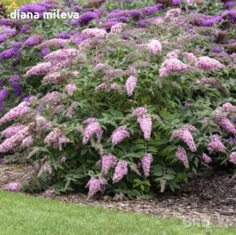 Будлея Розова наслада, Buddleja Pink Delight, снимка 4 - Градински цветя и растения - 55038192