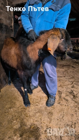 Свободен пръч за продан , снимка 2 - Кози - 53965260