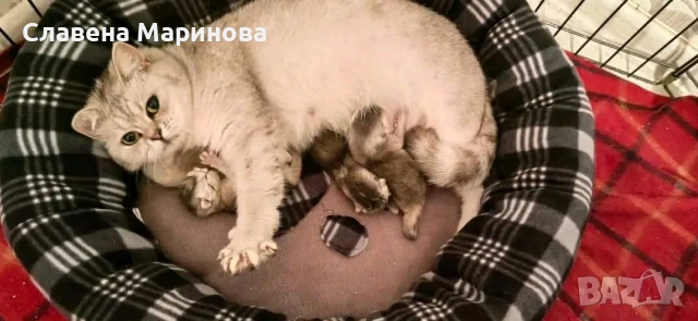 Шотландски котки , сребърна чинчила, колорпойнт, дългокосместо шотландско коте , снимка 4 - Чинчили - 54590741