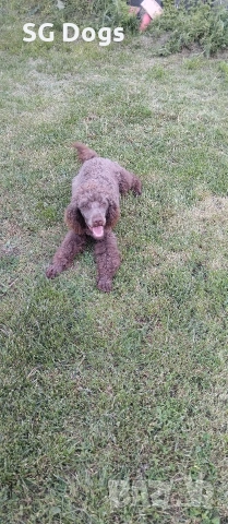 Пудел, снимка 17 - Пудели - 54322905