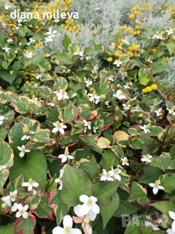 Хутиния, Houttuynia cordata, многогодишна и студоустойчива , снимка 4 - Градински цветя и растения - 54001747