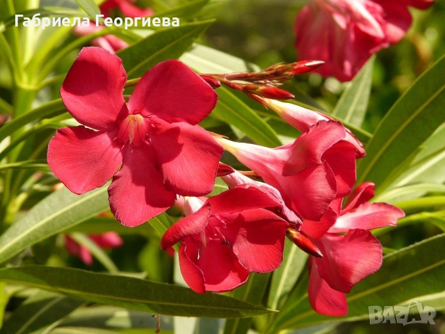 Олеандър (Лян, Зокум)