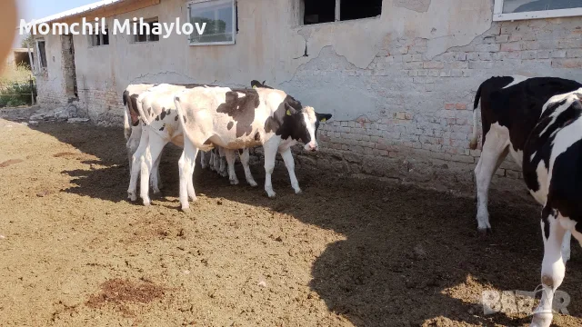 Продавам  юници, снимка 3 - Крави - 55601105