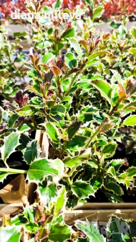 Джел, Илекс Сребърна Кралица, Ilex aquifolium Silver Queen, студоустойчив, многогодишен бодлив храст, снимка 9 - Градински цветя и растения - 54556939