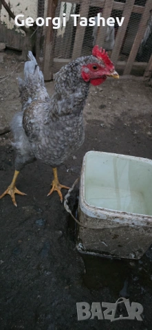 Продавам зайци и петли