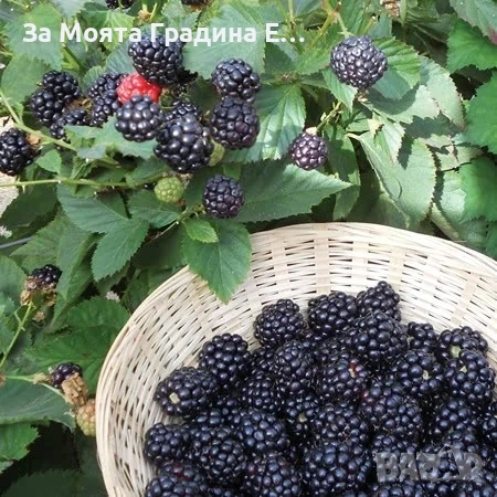 Къпина Рубен ремонтантна