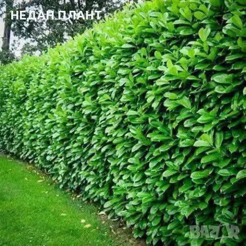 Лавровишна " Новита" 