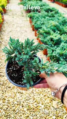 Хвойна Син Килим, Juniperus Blue Carpet, студоустойчива, снимка 7 - Градински цветя и растения - 55066308