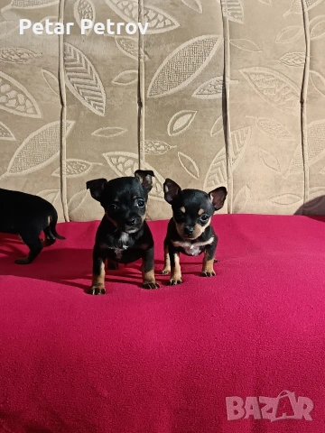 Пинчер мини , снимка 16 - Пинчер - 54250630