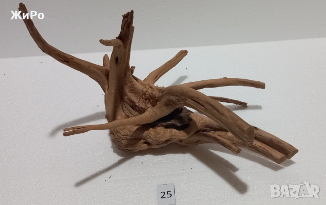 Корен от Азалия /декорация/ 25