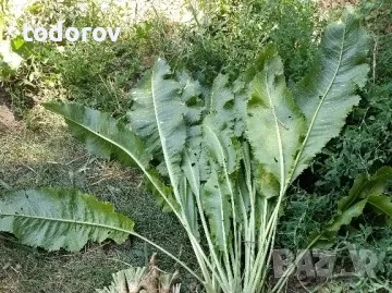 Листа  от  хрян 