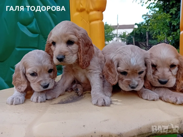 Английски кокер шпаньол, снимка 4 - Кокер шпаньол - 54722890