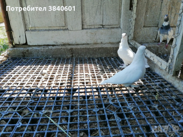 3 бели сатинета, снимка 2 - Гълъби - 54794269