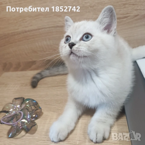 Мъжки Сребърни Британчета , снимка 2 - Британска късокосместа - 54754719