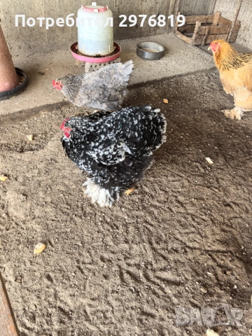 Кокошки брама, снимка 2 - Кокошки и пуйки - 54090458