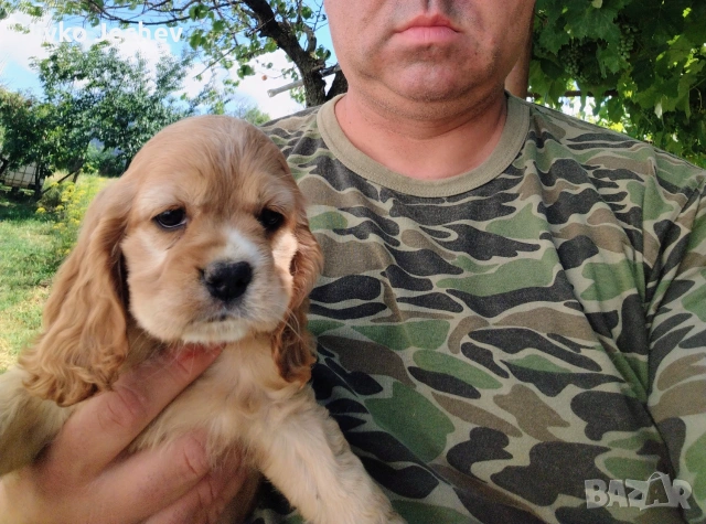 Кокер Шпаньол - , снимка 8 - Кокер шпаньол - 55161337