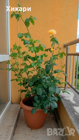 Градинска роза 