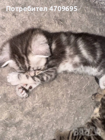Шотландски котенца, снимка 6 - Британска късокосместа - 54832734