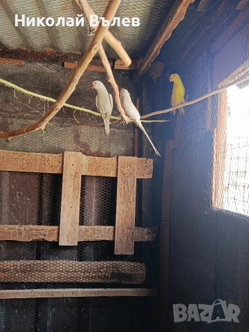 Малки александри , снимка 3 - Папагали - 54333896