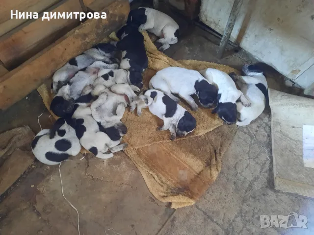 Продавам малки дратхаарчета, снимка 2 - Дратхаар - 55347011