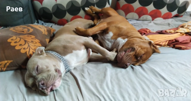 Американски питбул териер ,,Ред ноус''(American pitbull terrier Red nose), снимка 11 - Питбул - 54653295