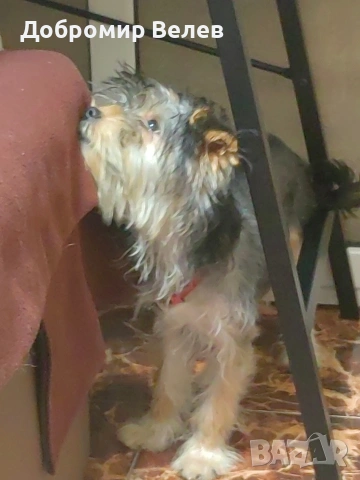 Продавам куче Йоркширски териер