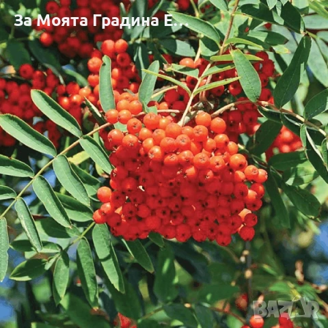 Офика, снимка 2 - Градински цветя и растения - 54020730