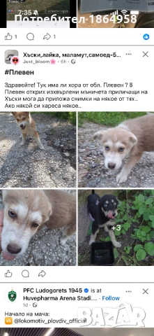 СУПЕР МИНИ ЙОРКИ Доставка, снимка 12 - Йоркширски териер - 54749577