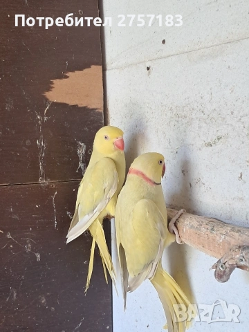 продавам чифт малак александар 2023, снимка 6 - Папагали - 54311607