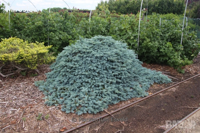 „Карпатски смърч“, снимка 3 - Градински цветя и растения - 54354765