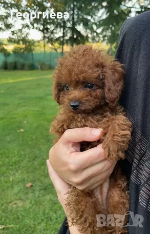 Пудел той / poodle toy, снимка 5 - Пудели - 55417100