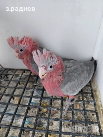 Бебета розово какаду