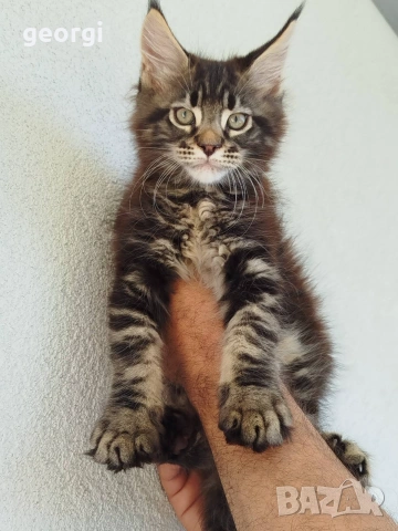 Коте Мейн Кун , снимка 3 - Мейн кун - 55104386